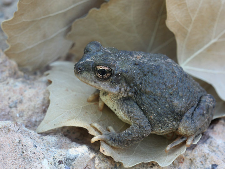 Red-spotted Toad.